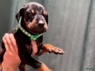 Doberman Pinscher dogs for sale: Green Collar Male - Ad 1