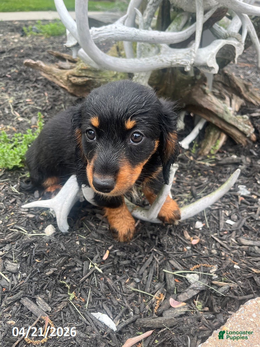 Miniature Dachshund dogs Ashley - Ad 2