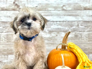 Shihpoo dogs - Ad 33