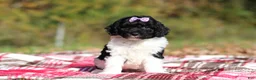 Miniature Poodle dogs for sale: Josie (AKC) - Ad 3