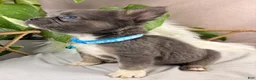 French Bulldog dogs for sale: Gigi - Ad 22