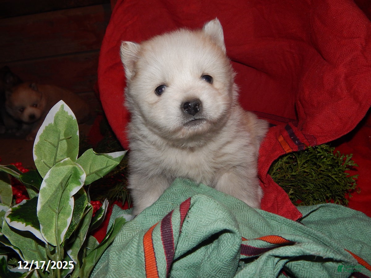 Pomsky dogs Cooper - Ad 10