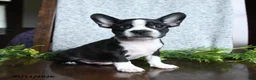 Boston Terrier dogs for sale: Eldon - Ad 2