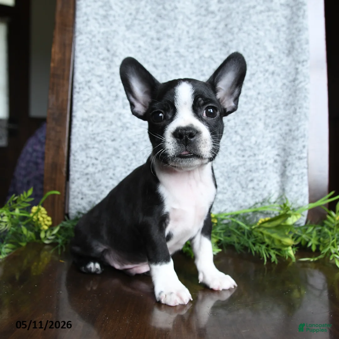 Boston Terrier dogs for sale: Eldon - Ad 2