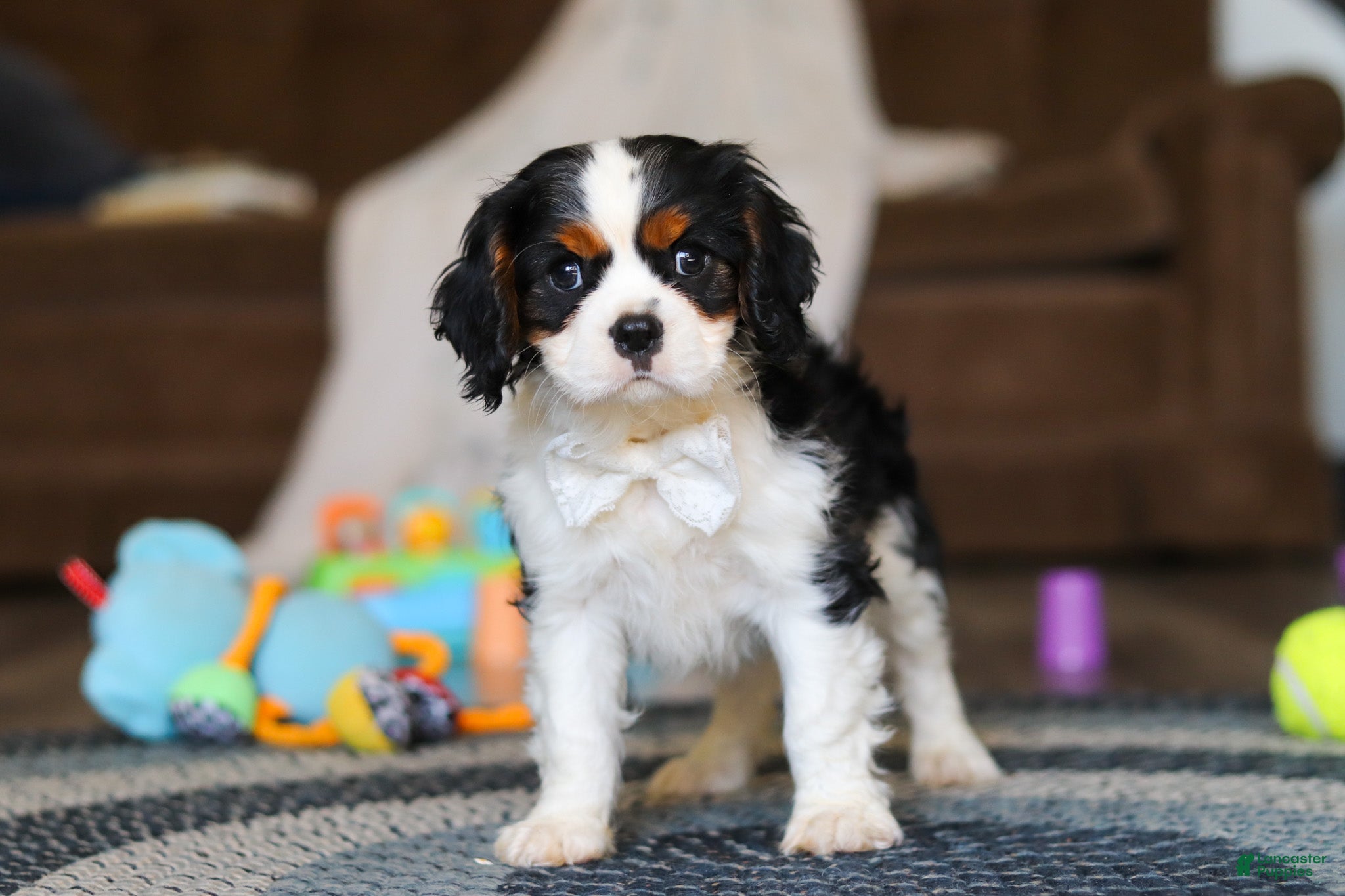 Cavalier King Charles Spaniel dogs Finn - Ad 1