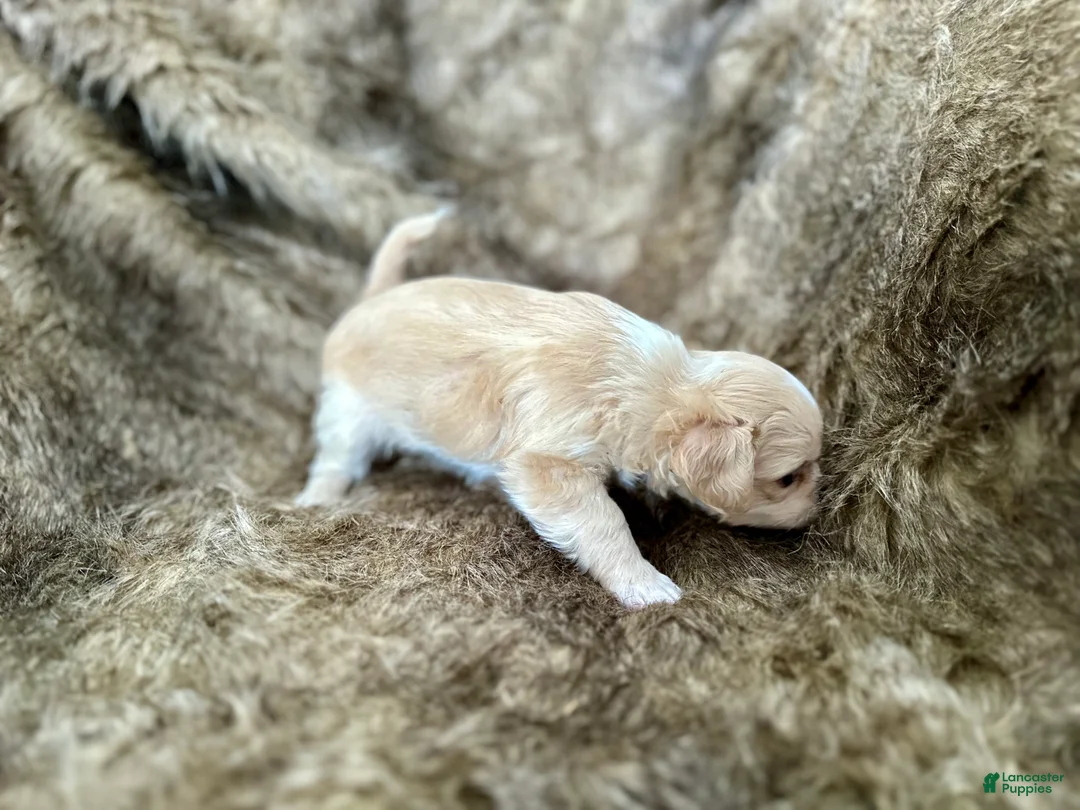 Mixed Breed dogs for sale: Snow White - Ad 15