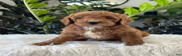 Mini Goldendoodle dogs for sale: Kenzo - Ad 5