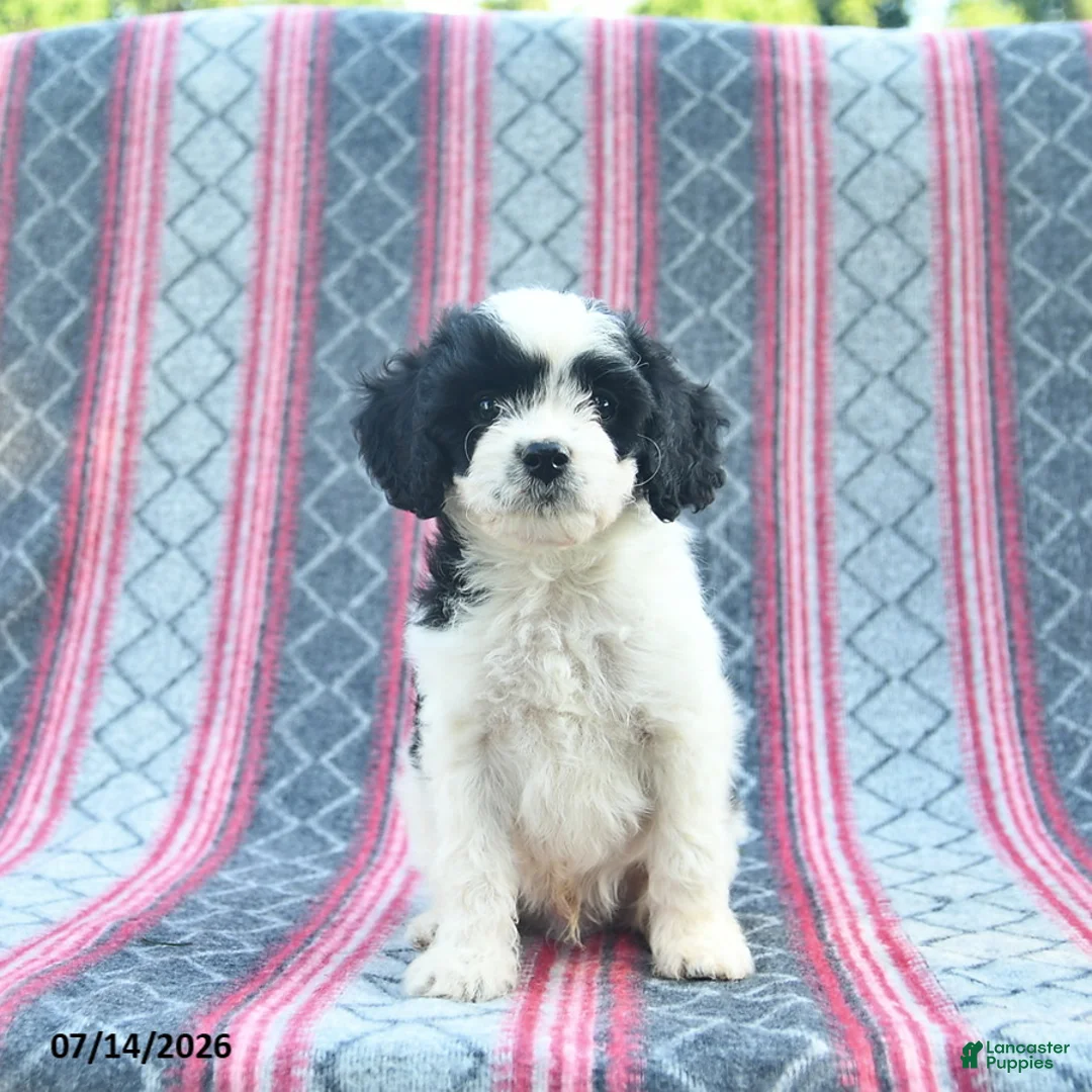 Cavapoo dogs for sale: Winslow  - Ad 2