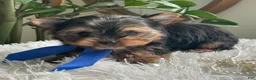 Yorkshire Terrier dogs for sale: Tucker - Ad 22