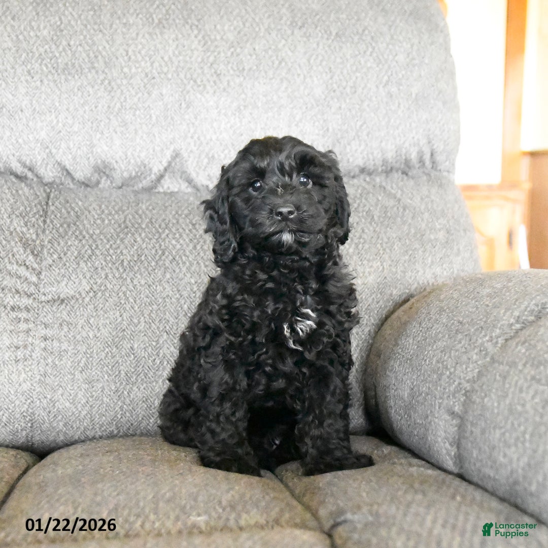 Cockapoo dogs for sale: Milo  - Ad 1