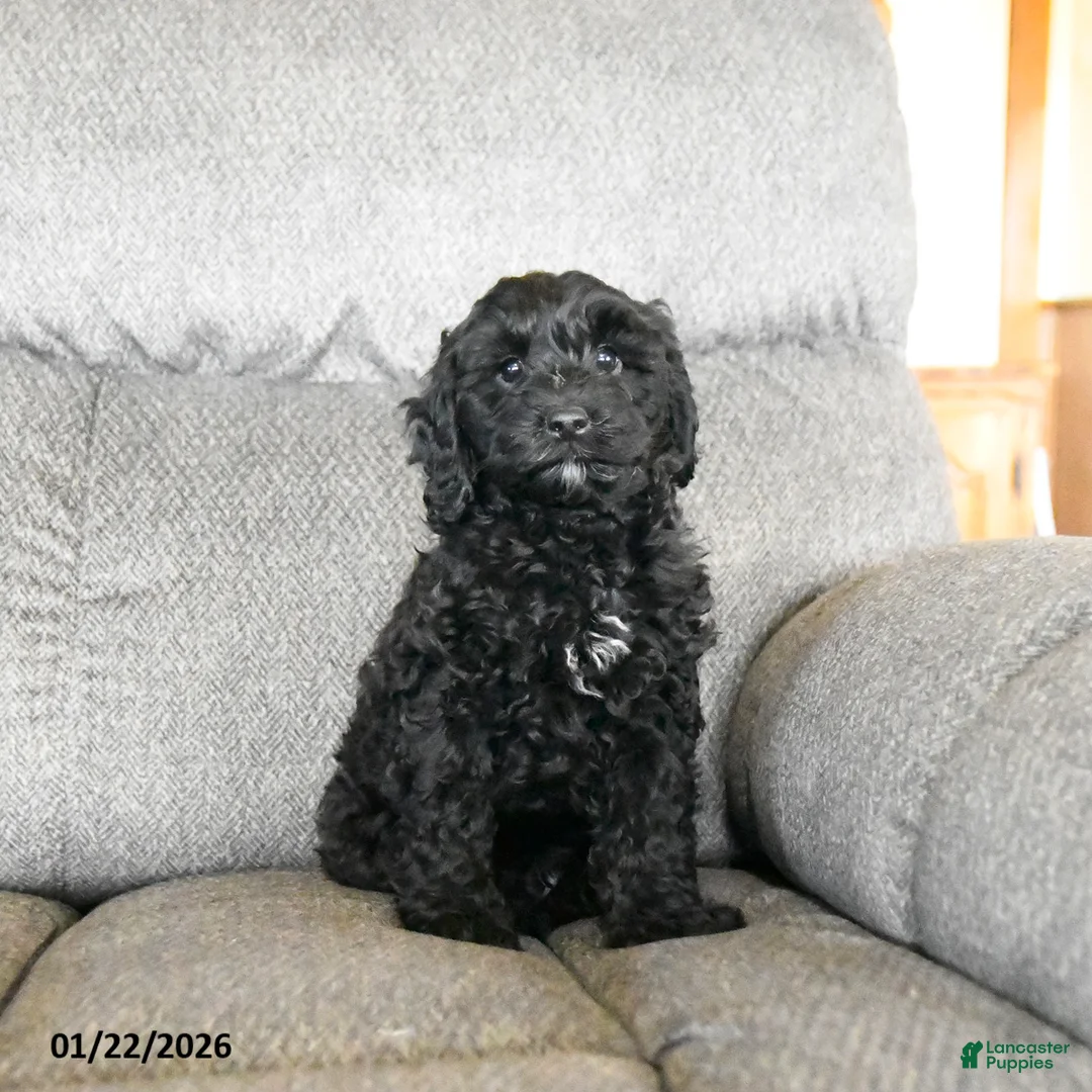 Cockapoo dogs for sale: Milo  - Ad 1