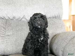 Cockapoo dogs Milo - Ad 41