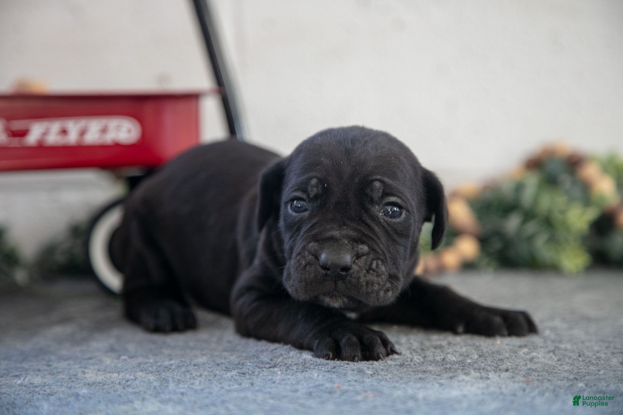 Cane Corso dogs Sig - Ad 2