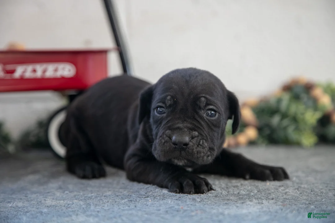 Cane Corso dogs for sale: Sig - Ad 2