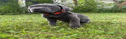 Cane Corso dogs for sale: Cane Corso 8 - Ad 4