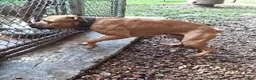 American Pit Bull Terrier dogs for sale: American Pit Bull Terrier 1 - Ad 7