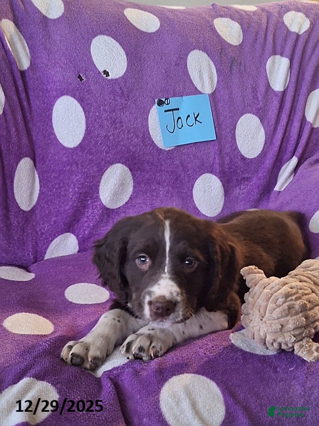 English Springer Spaniel dogs for sale: Jack  - Ad 7