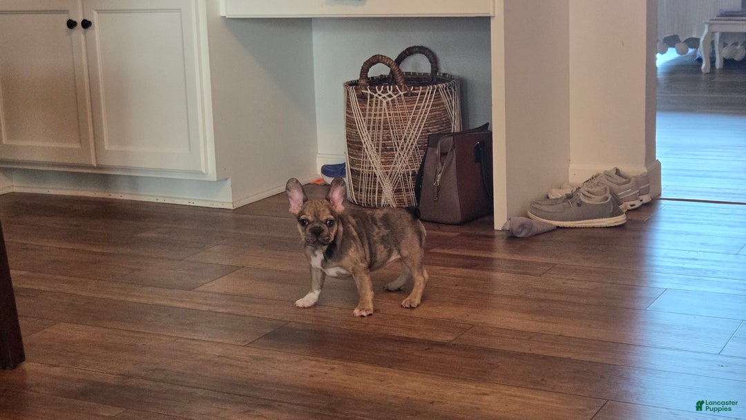 French Bulldog dogs for sale: Piper - Ad 8