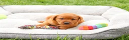 Labrador Retriever dogs for sale: Reign - Ad 2