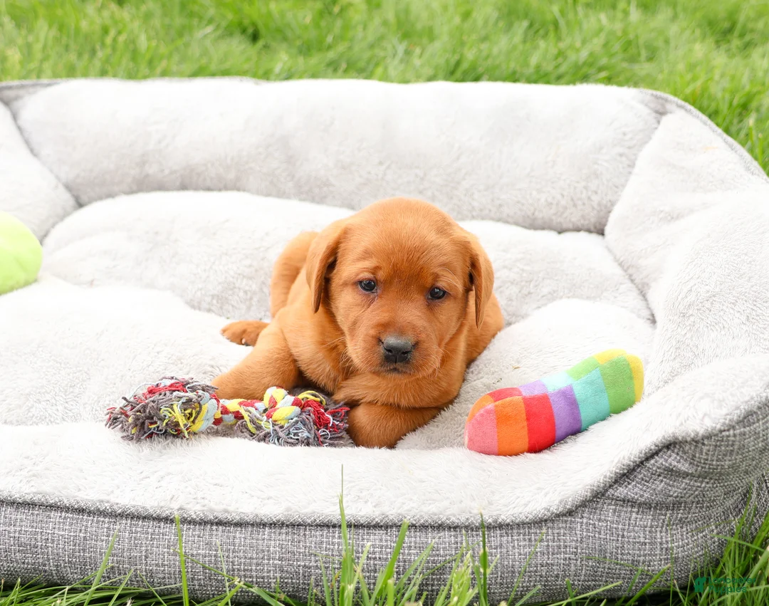 Labrador Retriever dogs for sale: Reign - Ad 2