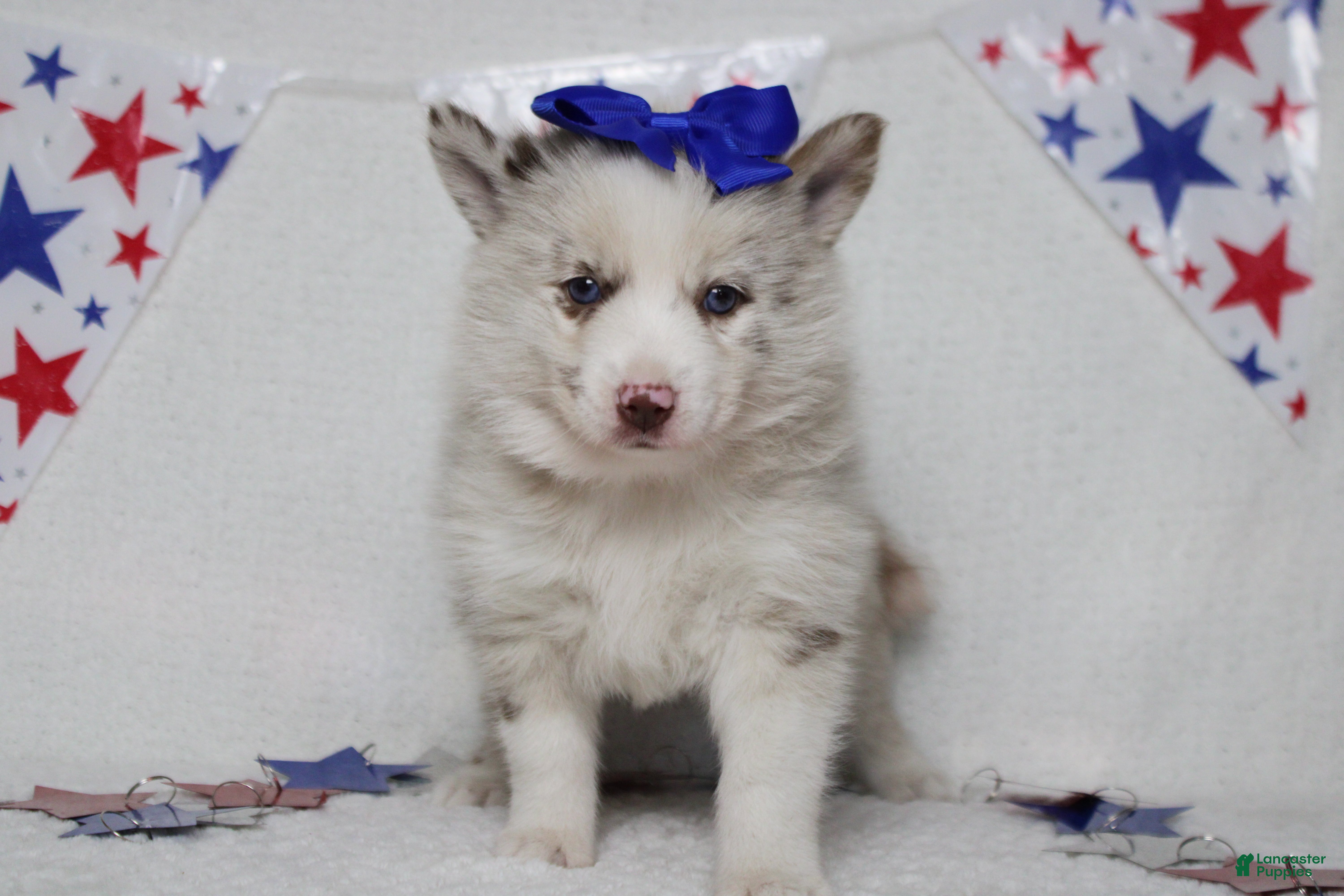 Pomsky dogs Muffy  - Ad 7