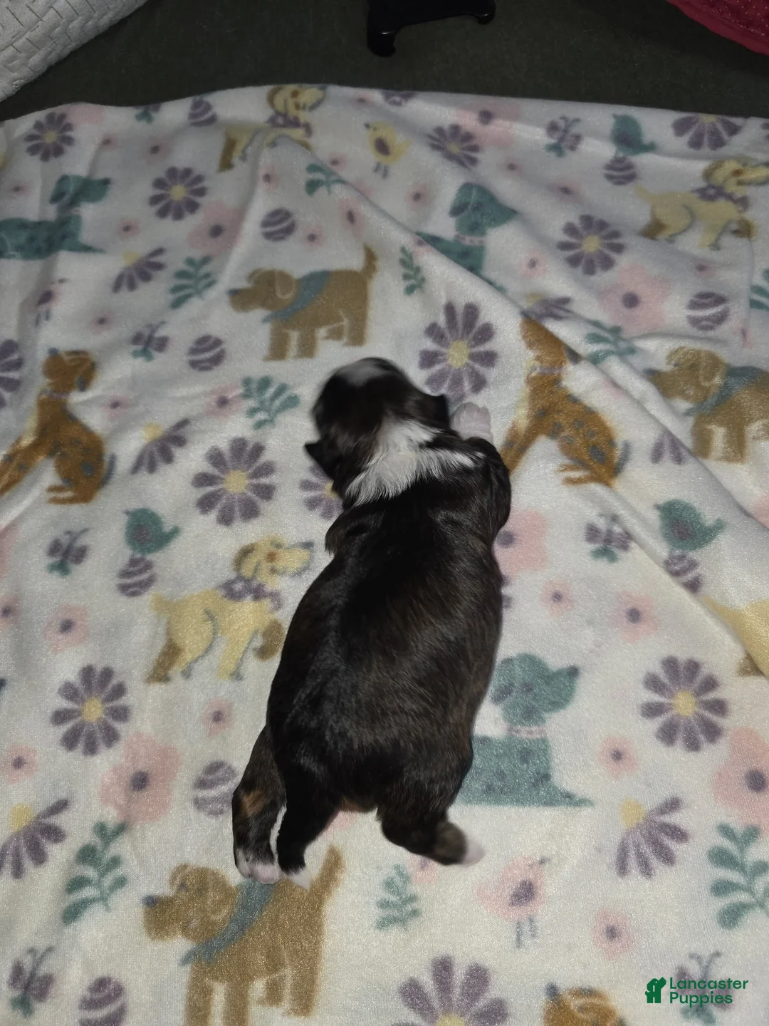 Shihpoo dogs for sale: Shihpoo Puppy 3 - Ad 3