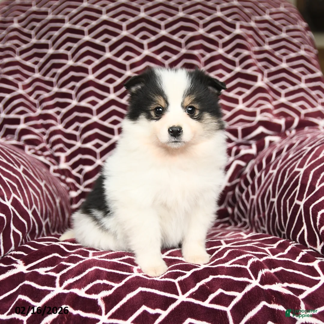 Mixed Breed dogs for sale: Lola - Ad 1