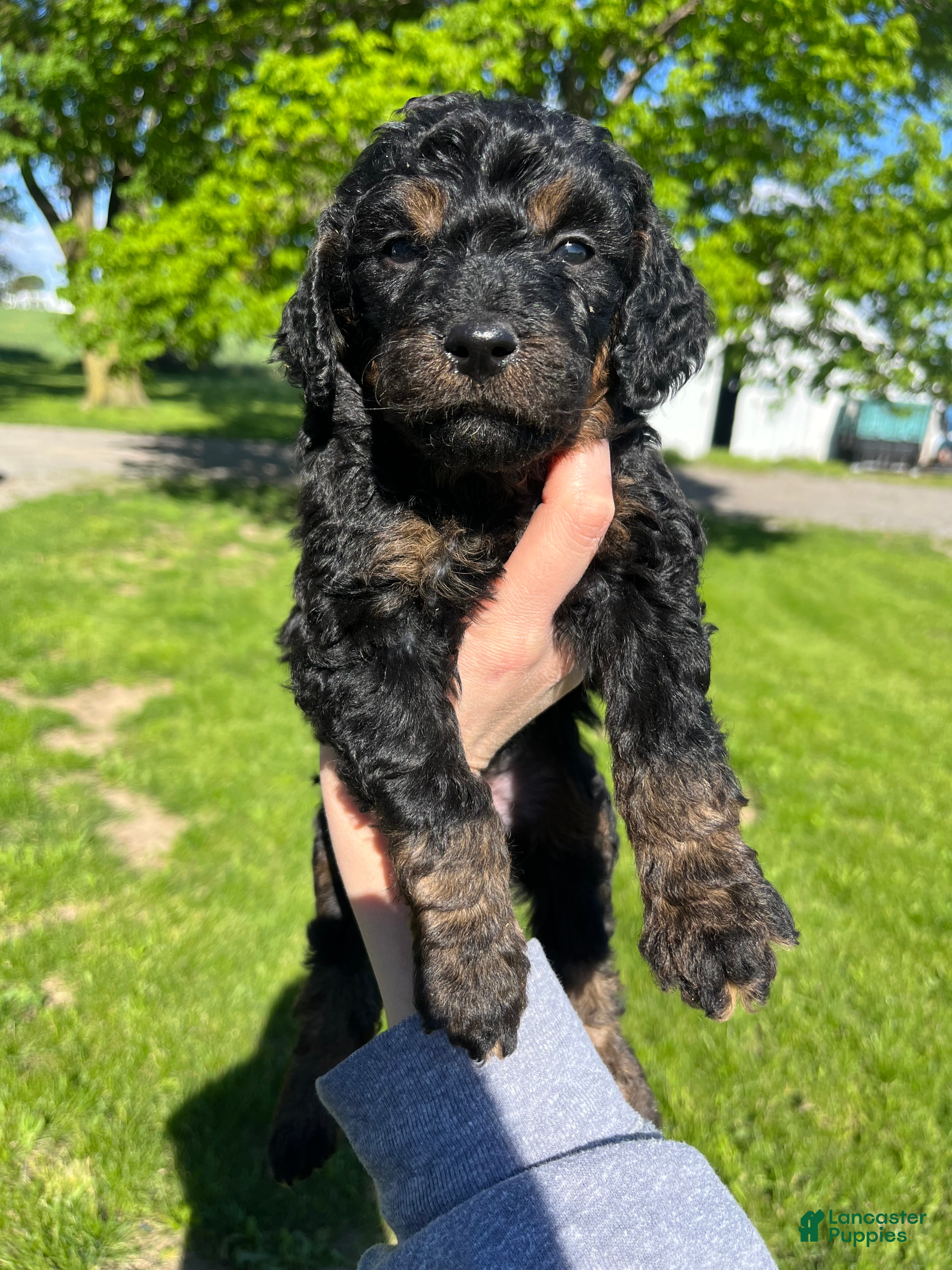 Goldendoodle dogs Purple  - Ad 1
