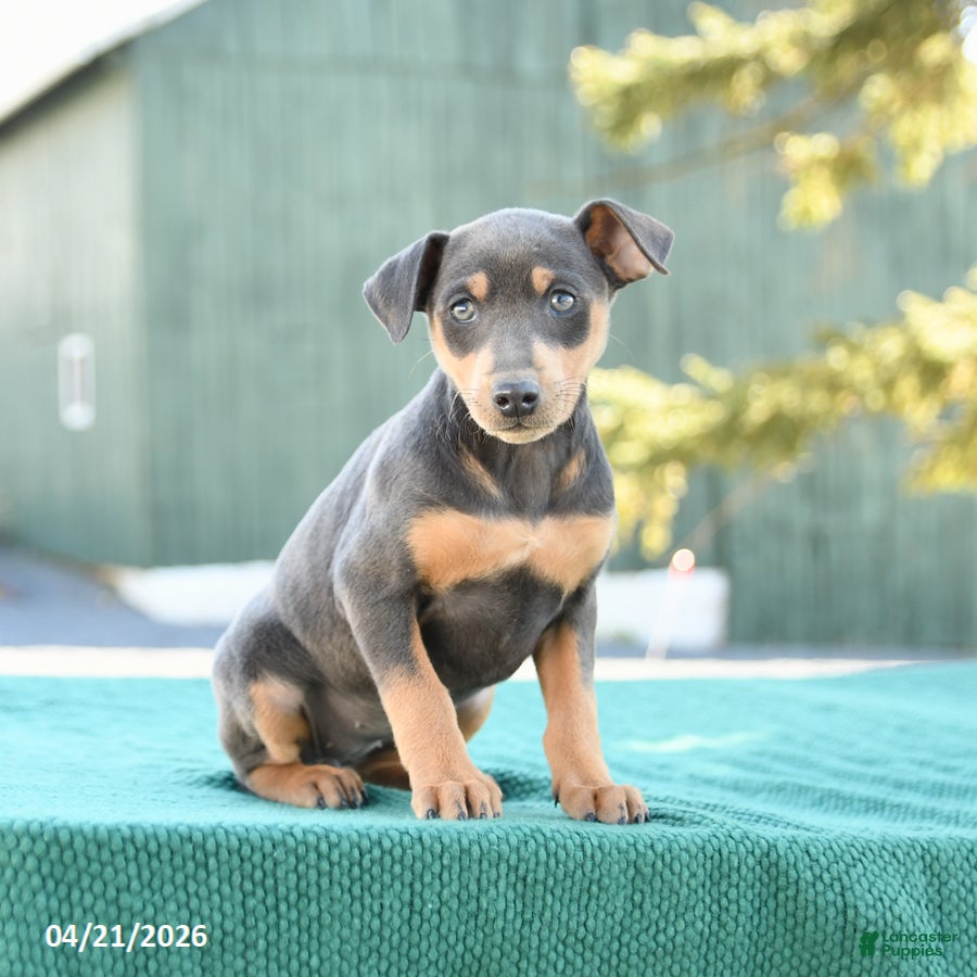 Miniature Pinscher dogs Lily - Ad 1