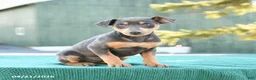 Miniature Pinscher dogs for sale: Lily - Ad 1