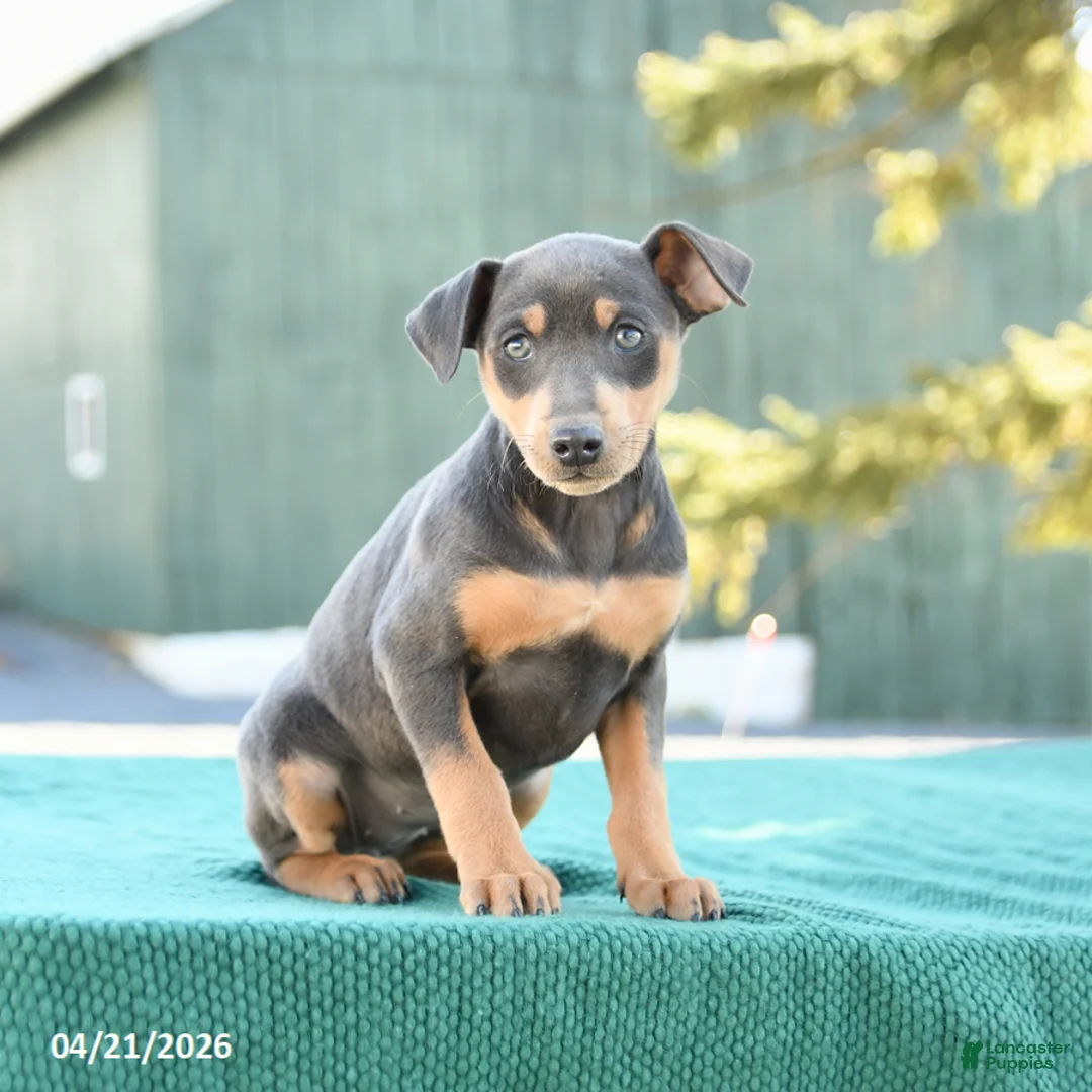 Miniature Pinscher dogs for sale: Lily - Ad 1