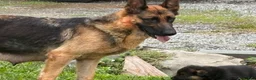 German Shepherd dogs for sale: German Shepherd 1 - Ad 2