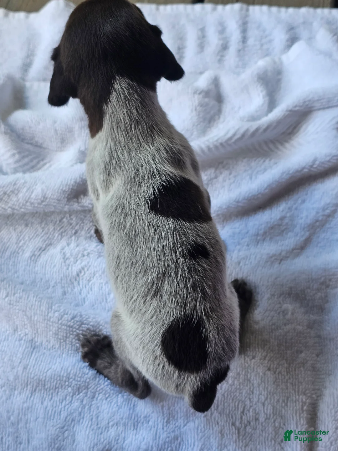 German Shorthaired Pointer dogs for sale: German Shorthaired Pointer 5 - Ad 1