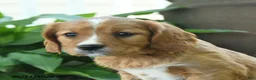 Miniature Golden Retriever dogs for sale: Feona - Ad 3