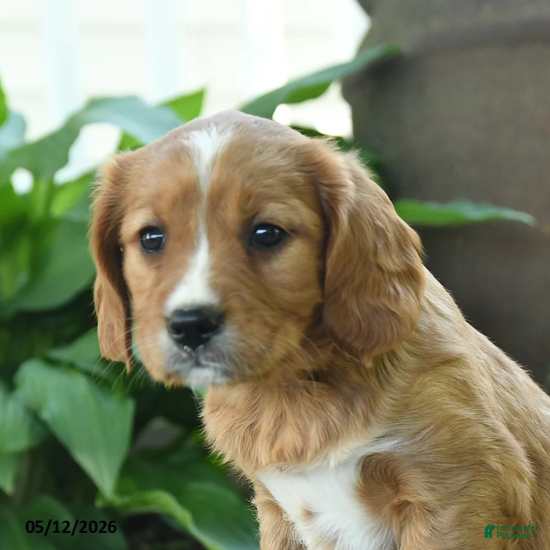 Miniature Golden Retriever dogs for sale: Feona - Ad 3