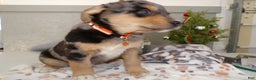 Mixed Breed dogs for sale: Mixed Breed Puppy 3 Mister - Ad 3