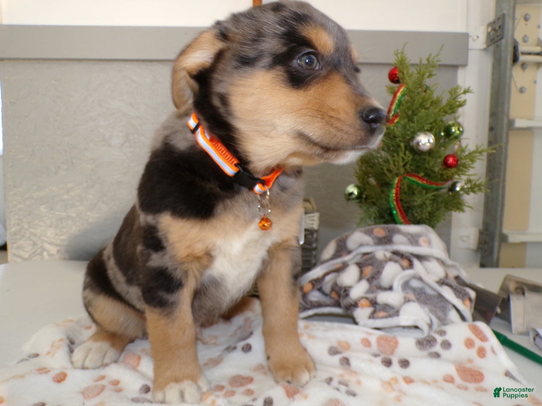 Mixed Breed dogs for sale: Mixed Breed Puppy 3 Mister - Ad 3