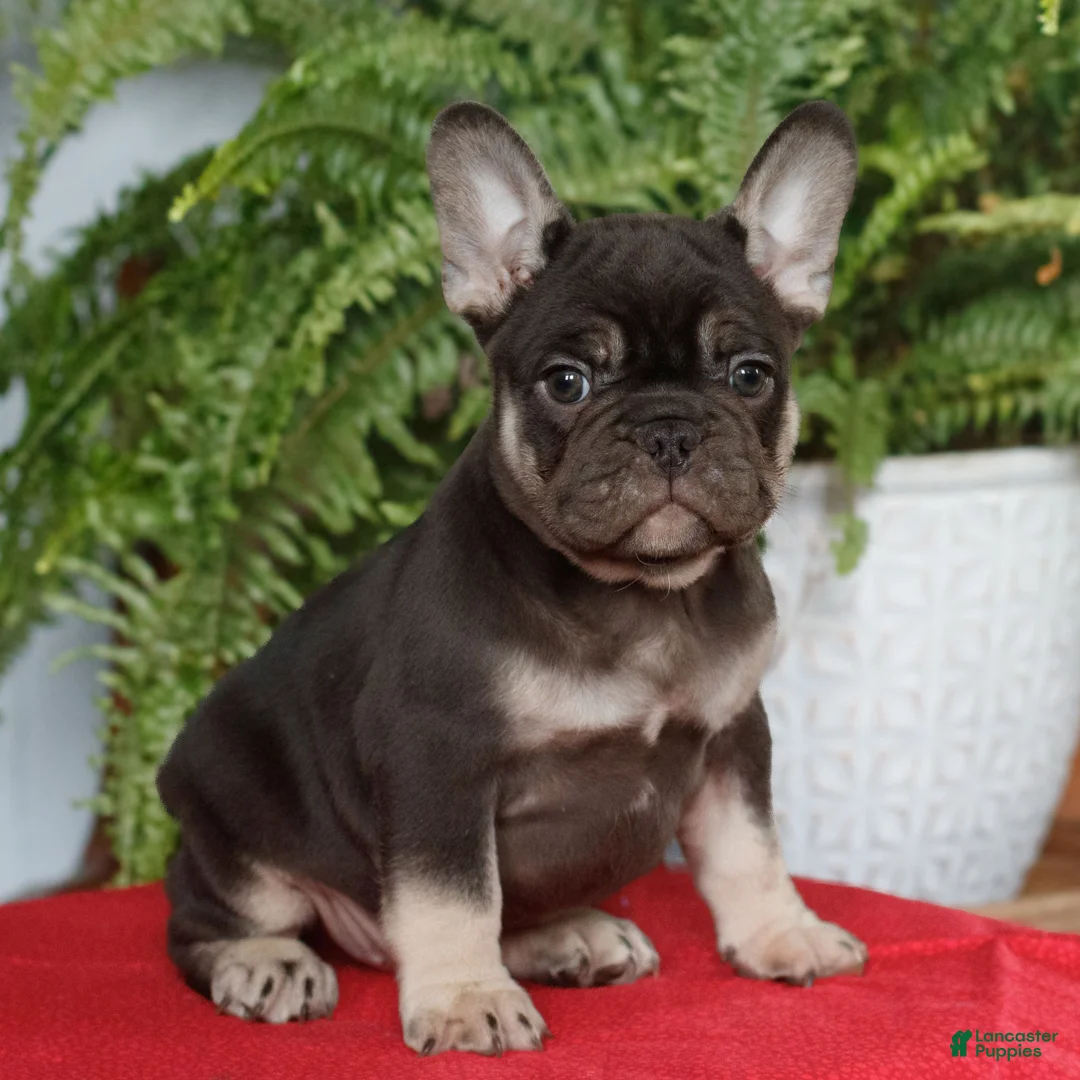 French Bulldog dogs for sale: Max  - Ad 1
