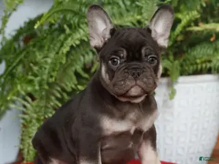 French Bulldog dogs Max - Ad 12
