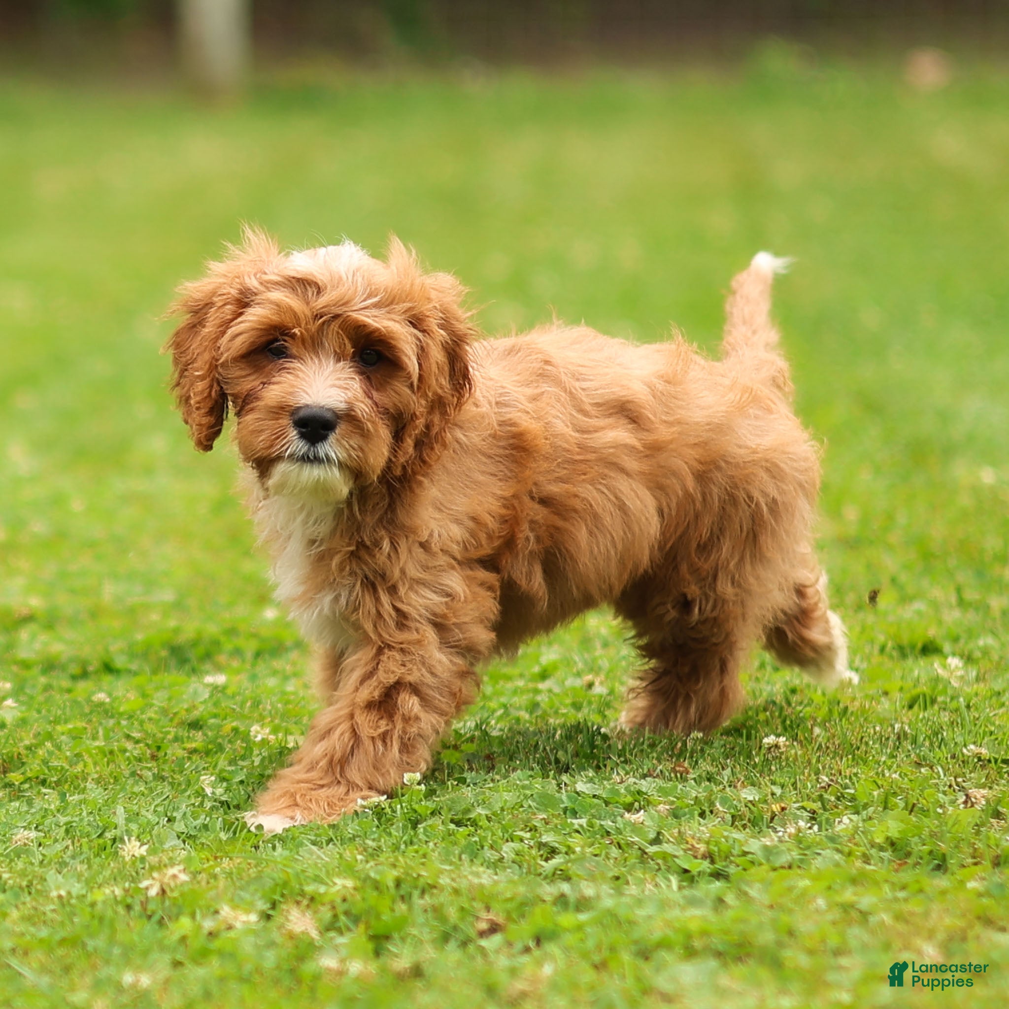 Cavapoo dogs Happy Cavapoo  - Ad 2