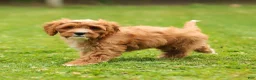 Cavapoo dogs for sale: Happy Cavapoo  - Ad 7