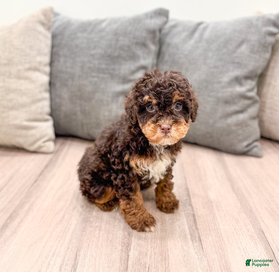 Miniature Poodle dogs for sale: Snickers - Ad 3