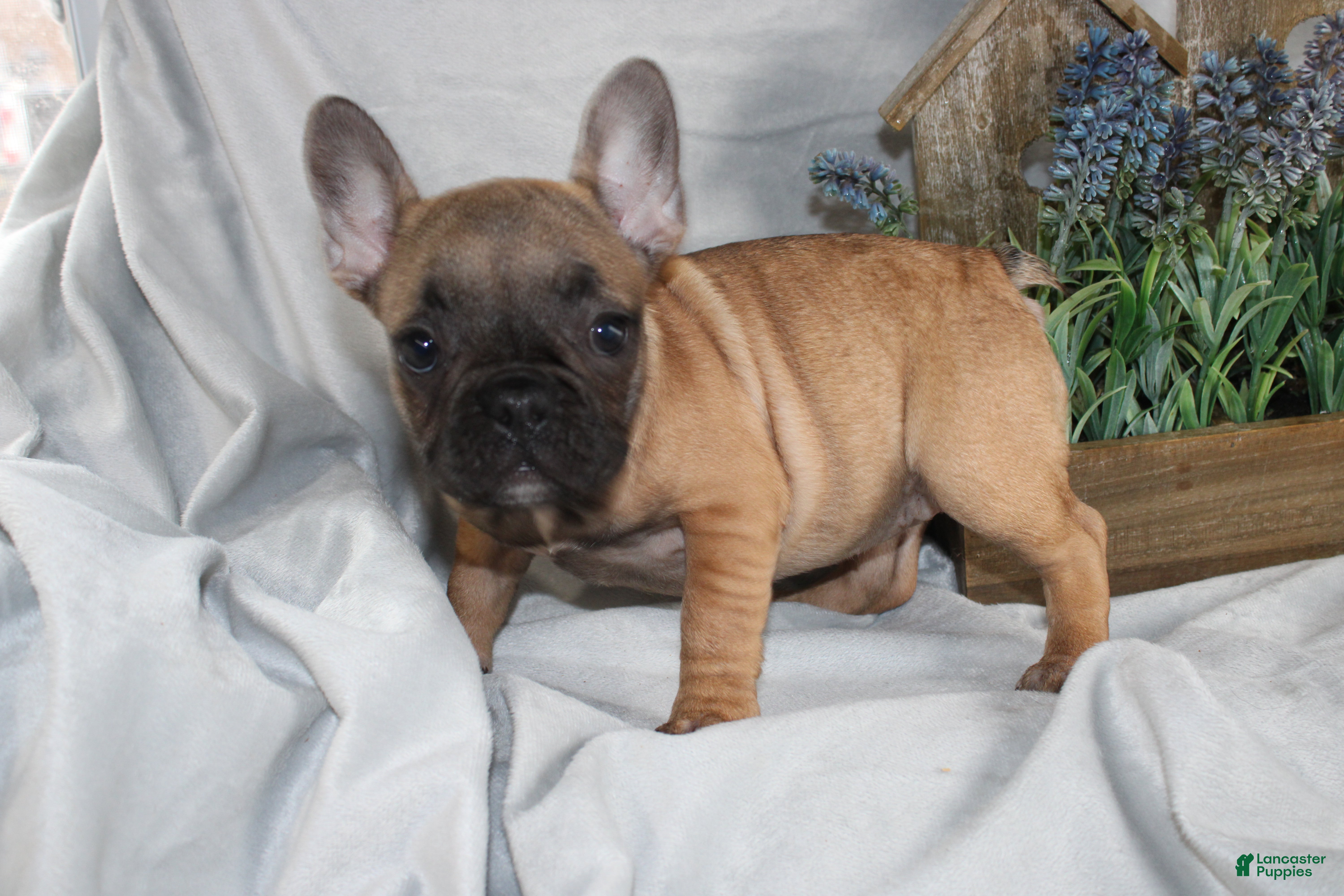 French Bulldog dogs French Bulldog Puppy 1 - Ad 1