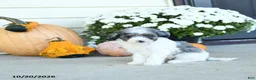 Mini Goldendoodle dogs for sale: Italy - Ad 3