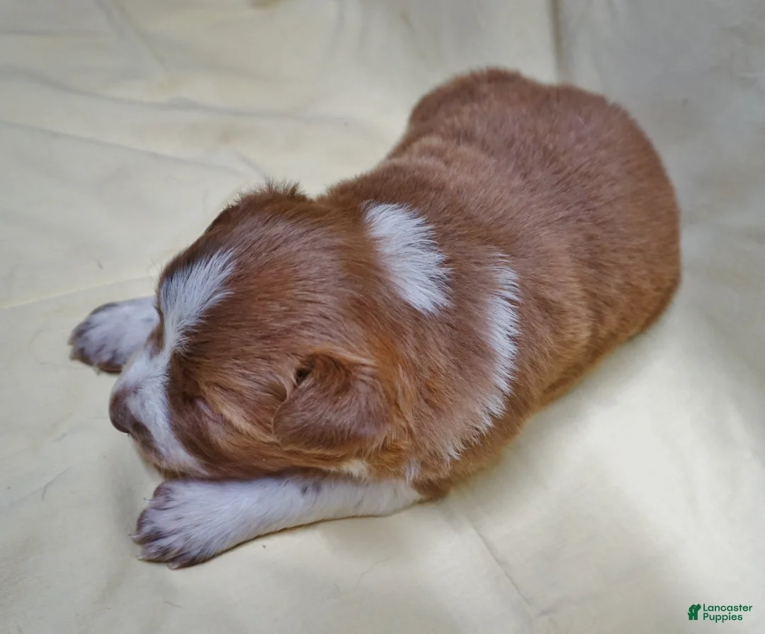 Border Collie dogs for sale: Bryson - Ad 2