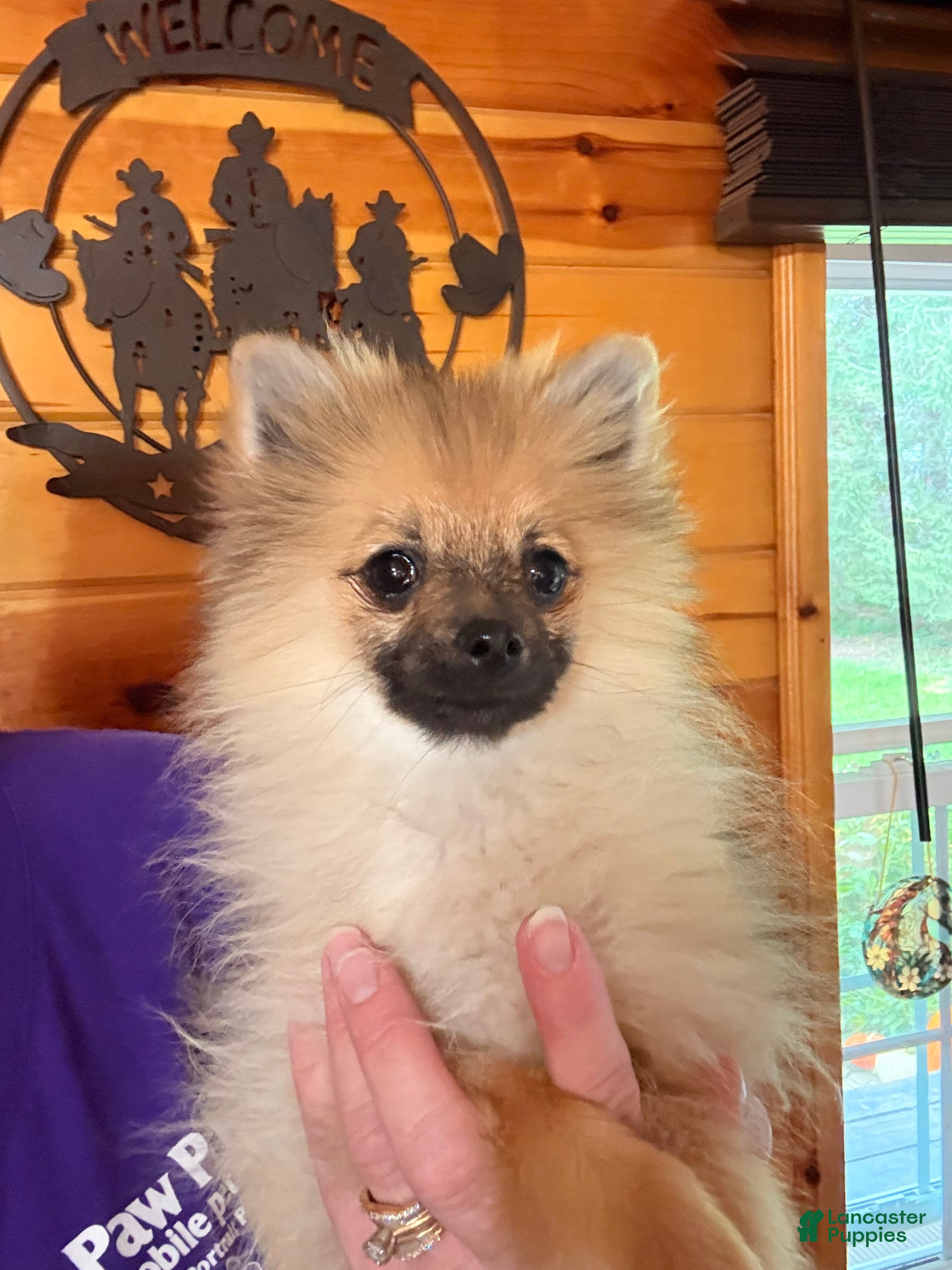 Pomeranian dogs Anne  - Ad 2