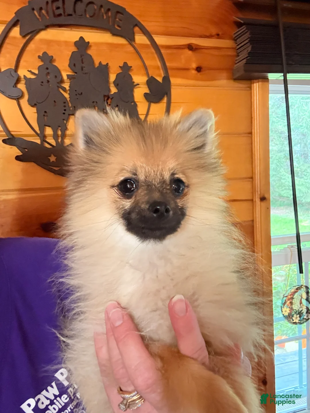 Pomeranian dogs for sale: Anne  - Ad 1