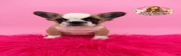 French Bulldog dogs for sale: Bailey 💘 - Ad 3