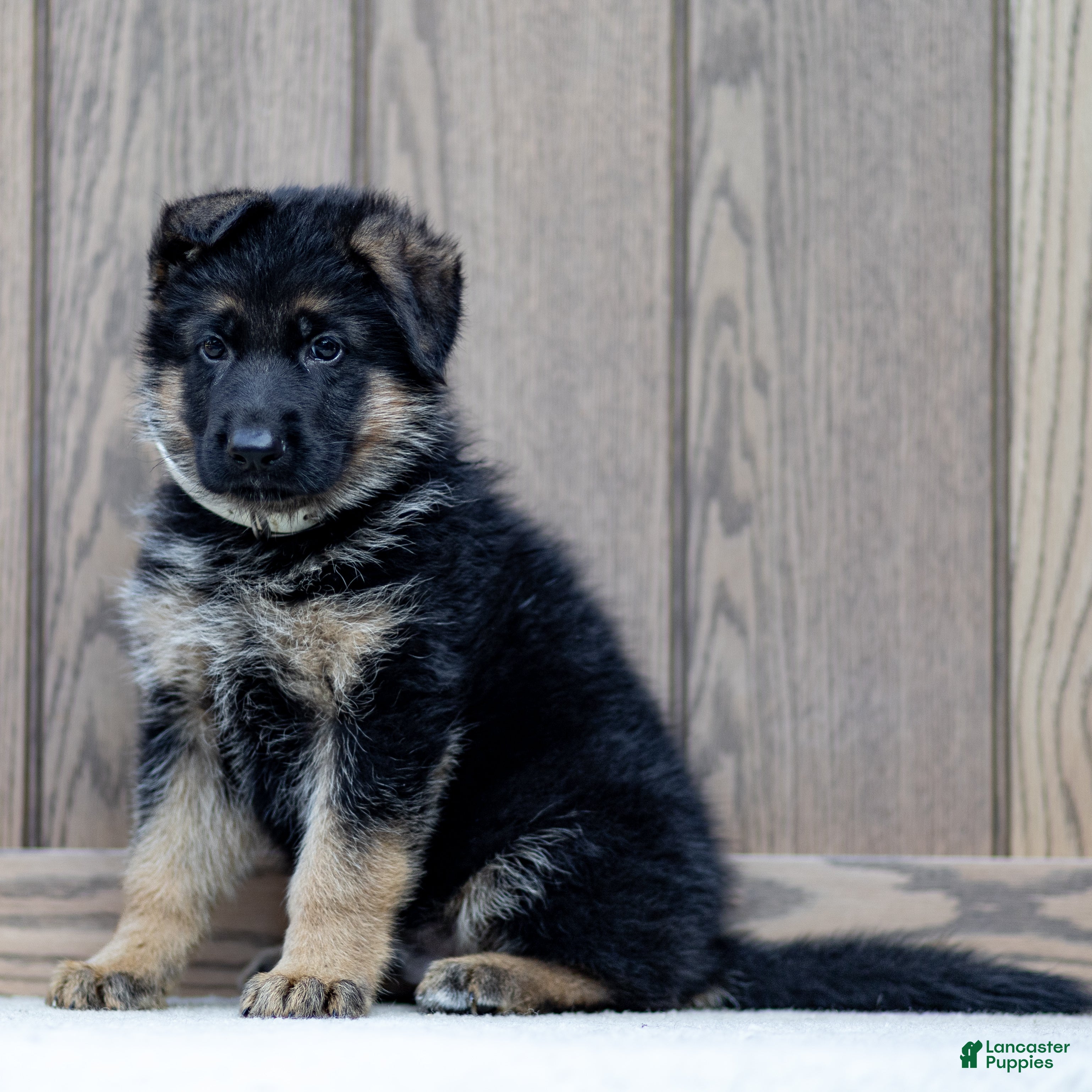 German Shepherd dogs Zorro - Ad 2