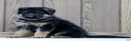 German Shepherd dogs for sale: Zorro - Ad 2